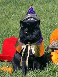 A gata preta foi presente da família Bin Laden para “dar sorte”.