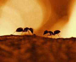 “Humanos… Pfffffff…”