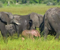 O raro elefante rosa, amigo do cachorro azul e do urso verde.