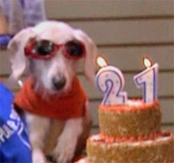 Apenas mais uma cadela de 21 anos.