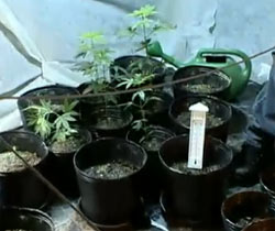 Se destruir, é crime ambiental!