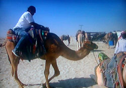 GalvaoBueno-camelo GalvaoBueno-camelo